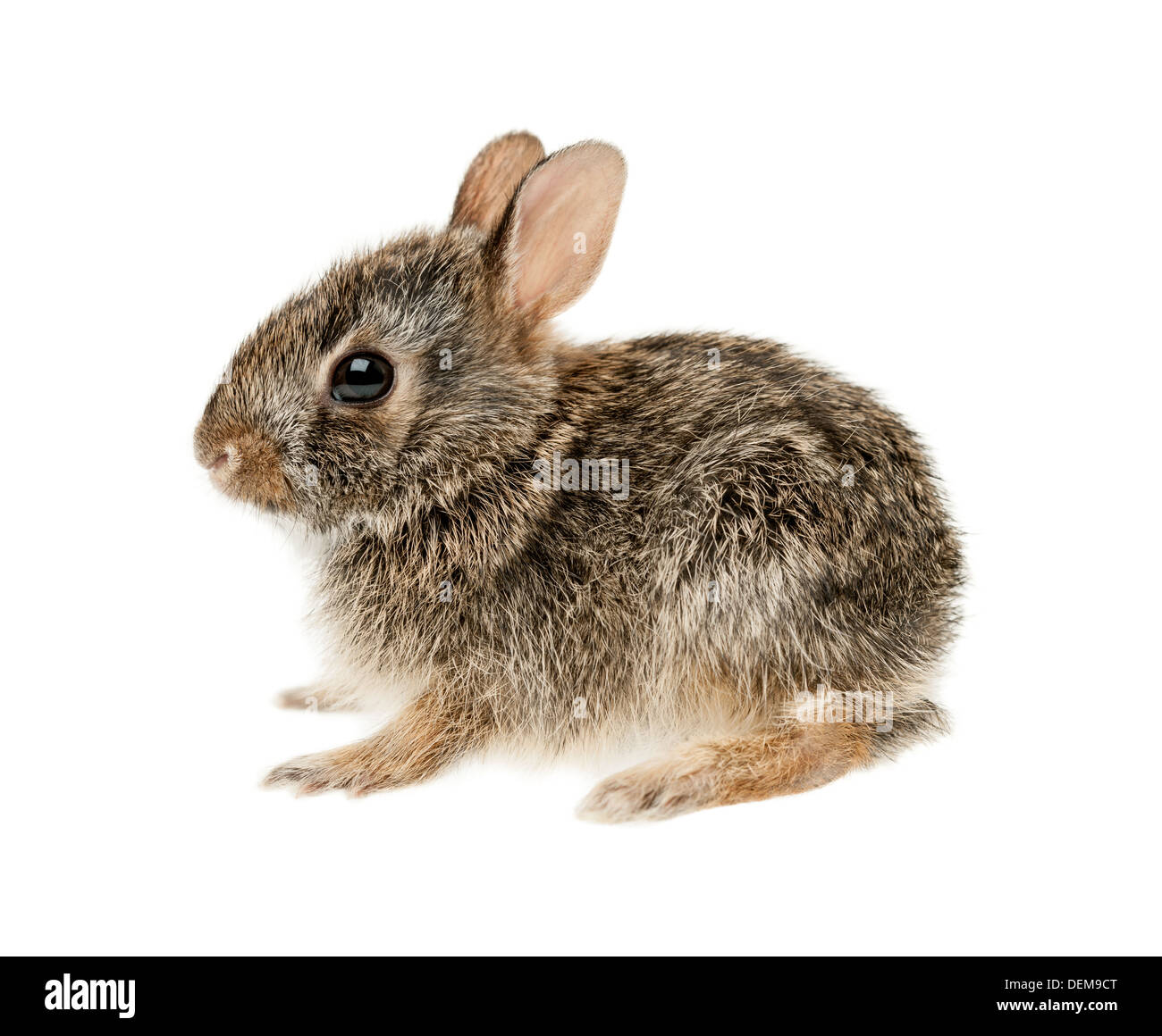 Porträt von Baby Cottontail Hase isoliert auf weißem Hintergrund Stockfoto