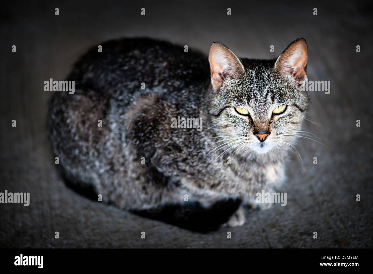 Porträt von niedlichen graue Katze auf grauen Boden Stockfoto