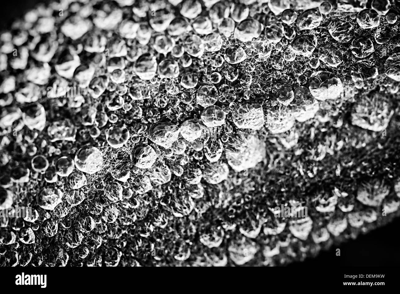 Makro Nahaufnahme der Tau fällt auf Blatt in schwarz / weiß Stockfoto