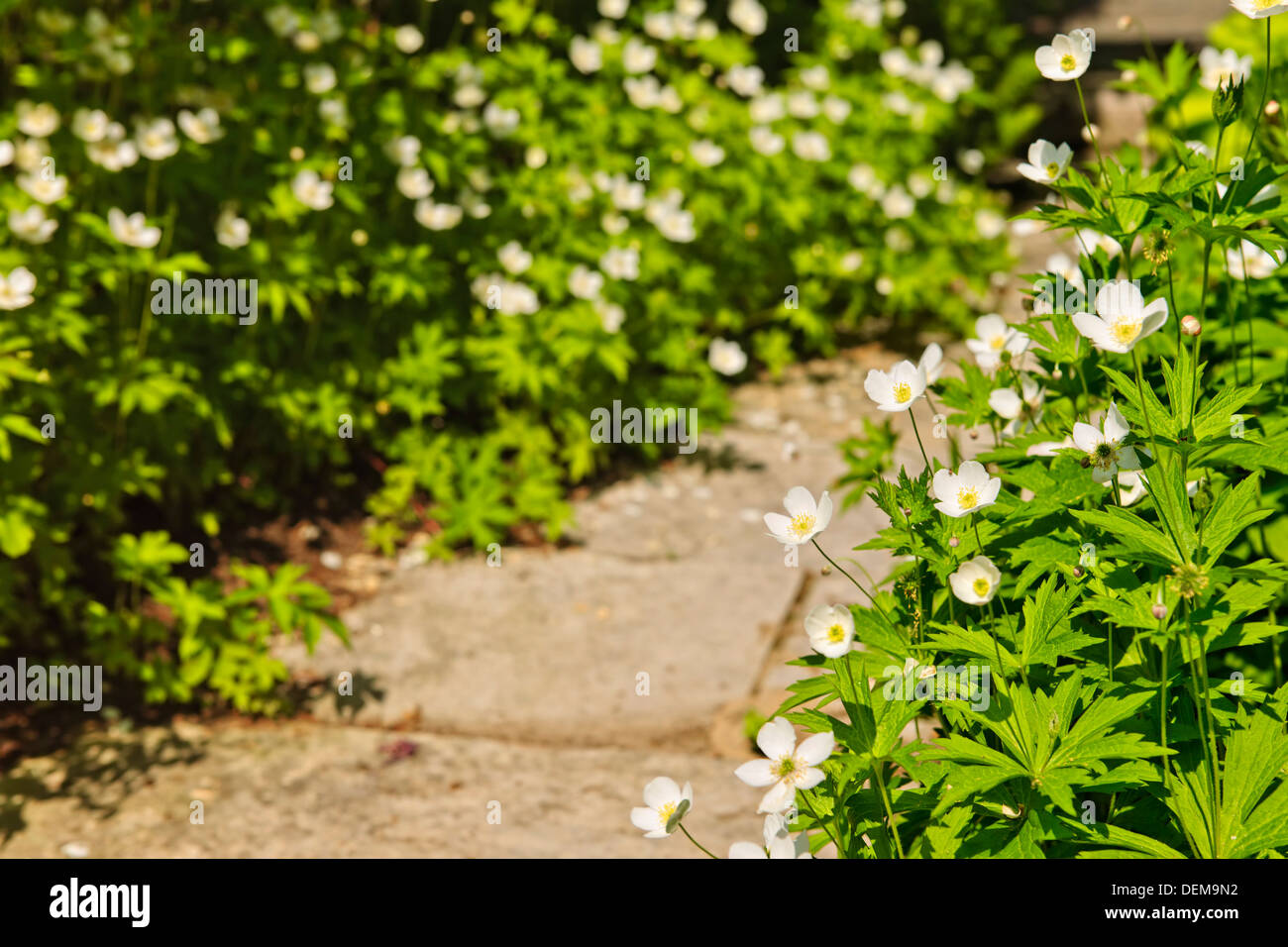 Wildblumen Garten mit gepflasterten Weg und blühenden Anemonen Holz Stockfoto