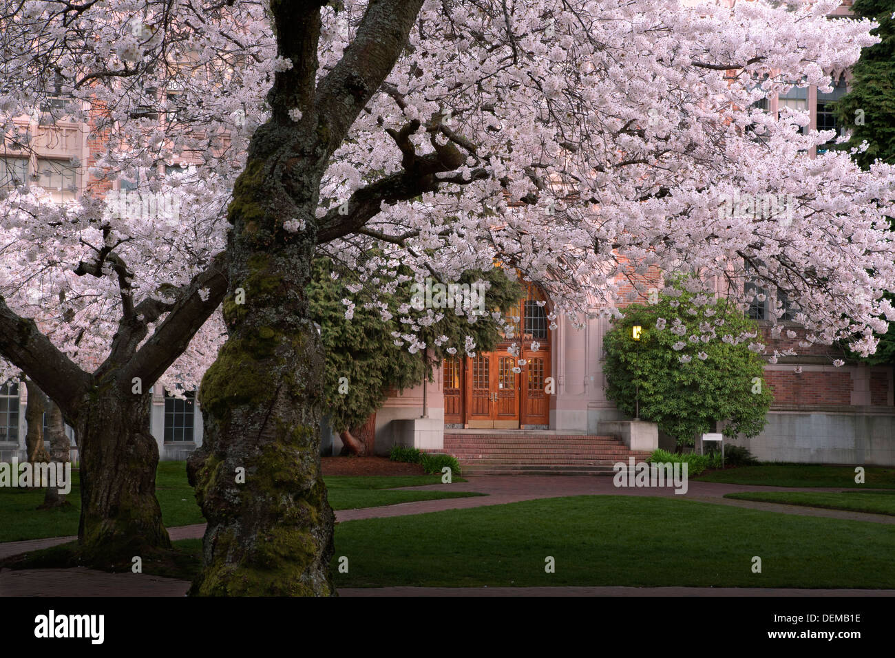 WASHINGTON - Kirschbäume in voller Blüte auf dem Quad von der University of Washington in Seattle. Stockfoto