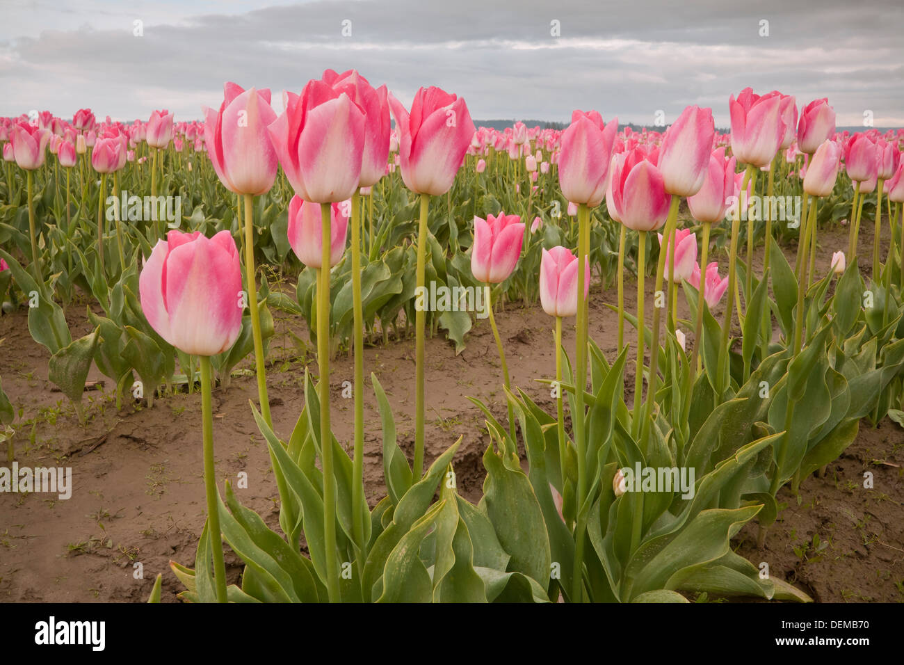 WASHINGTON - Bereich der kommerziell angebaut Tulpen im Skagit River Valley in der Nähe von Mount Vernon. Stockfoto