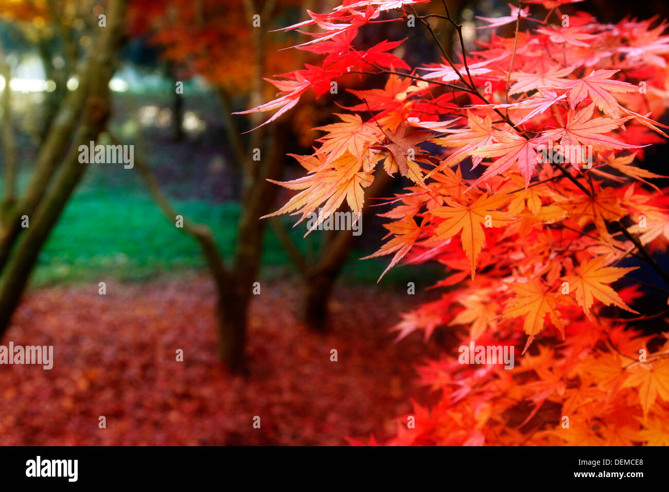 Blätter im herbstlichen Wald Rot drehen Stockfoto