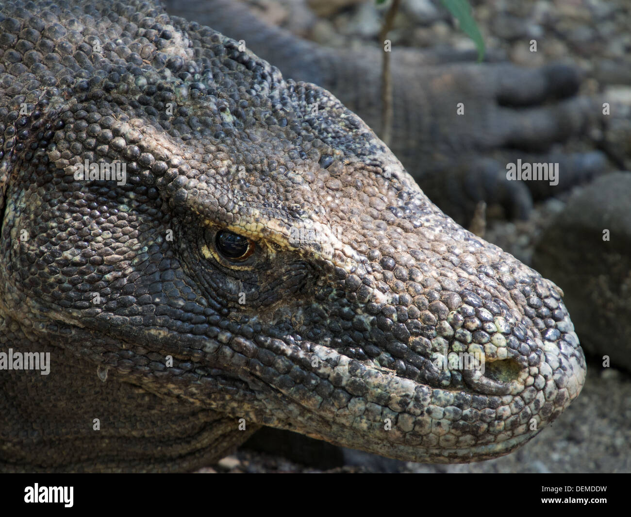 Nahaufnahme eines wilden Komodo-Drachen in seinem natürlichen Lebensraum auf der Insel Komodo, Indonesien. Stockfoto