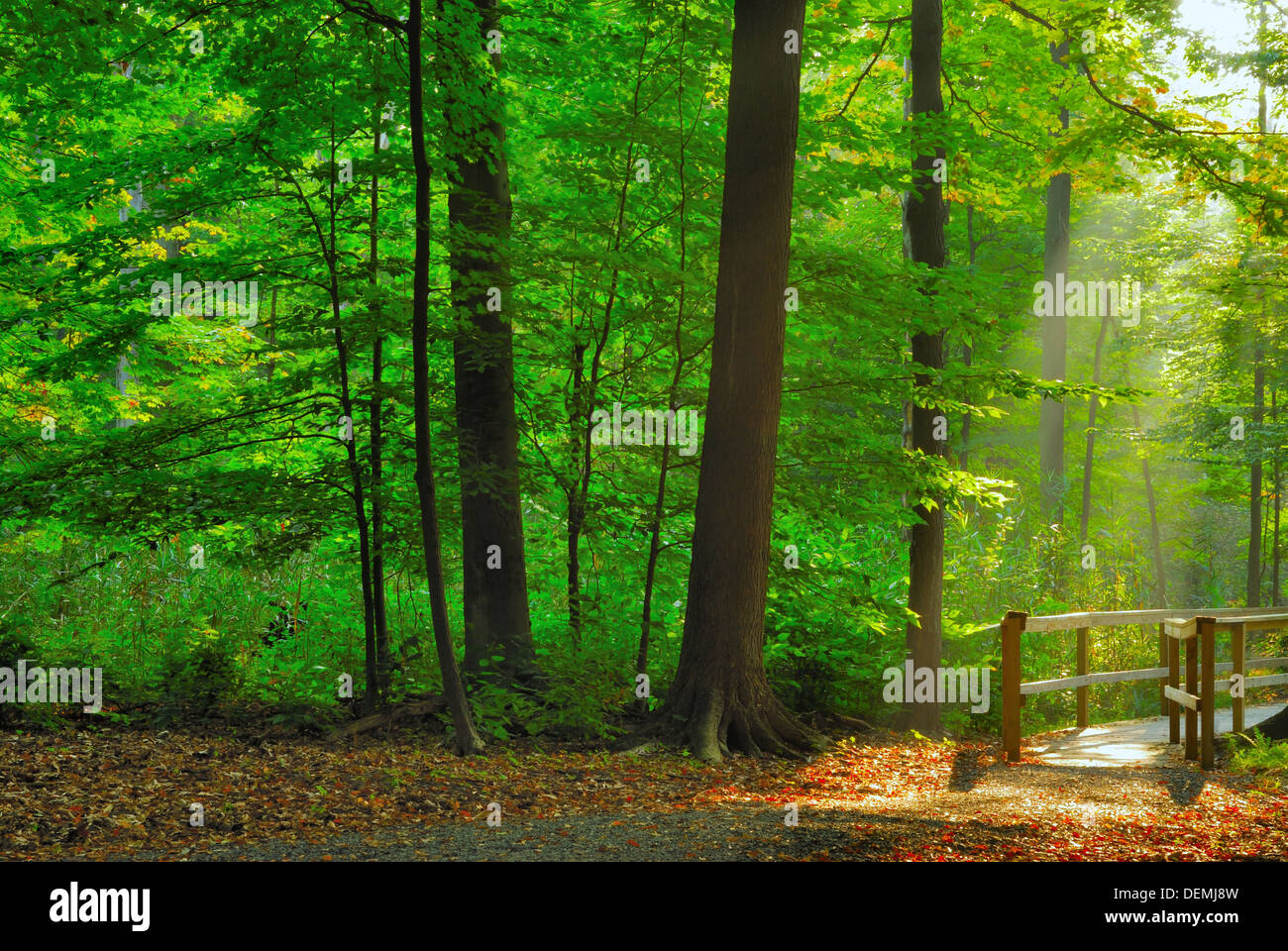 Ein Naturlehrpfad Holzsteg führt in den Wald. Stockfoto