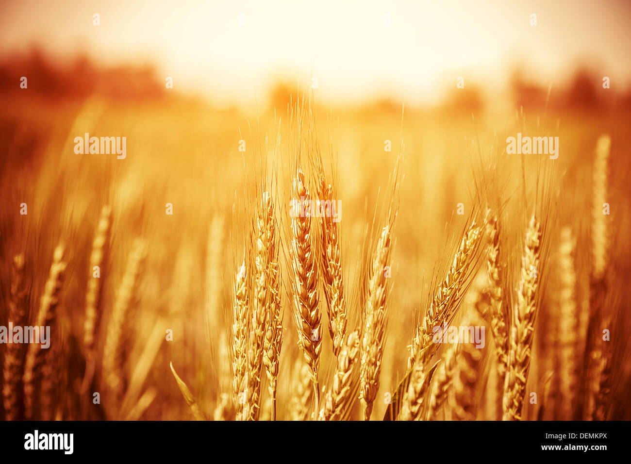 Schöne gelbe Weizenfeld, herbstliche Natur, Landschaft, Pflanzenbau, trockenen Roggen Stiele, Erntezeit, gesunde Ernährung Stockfoto