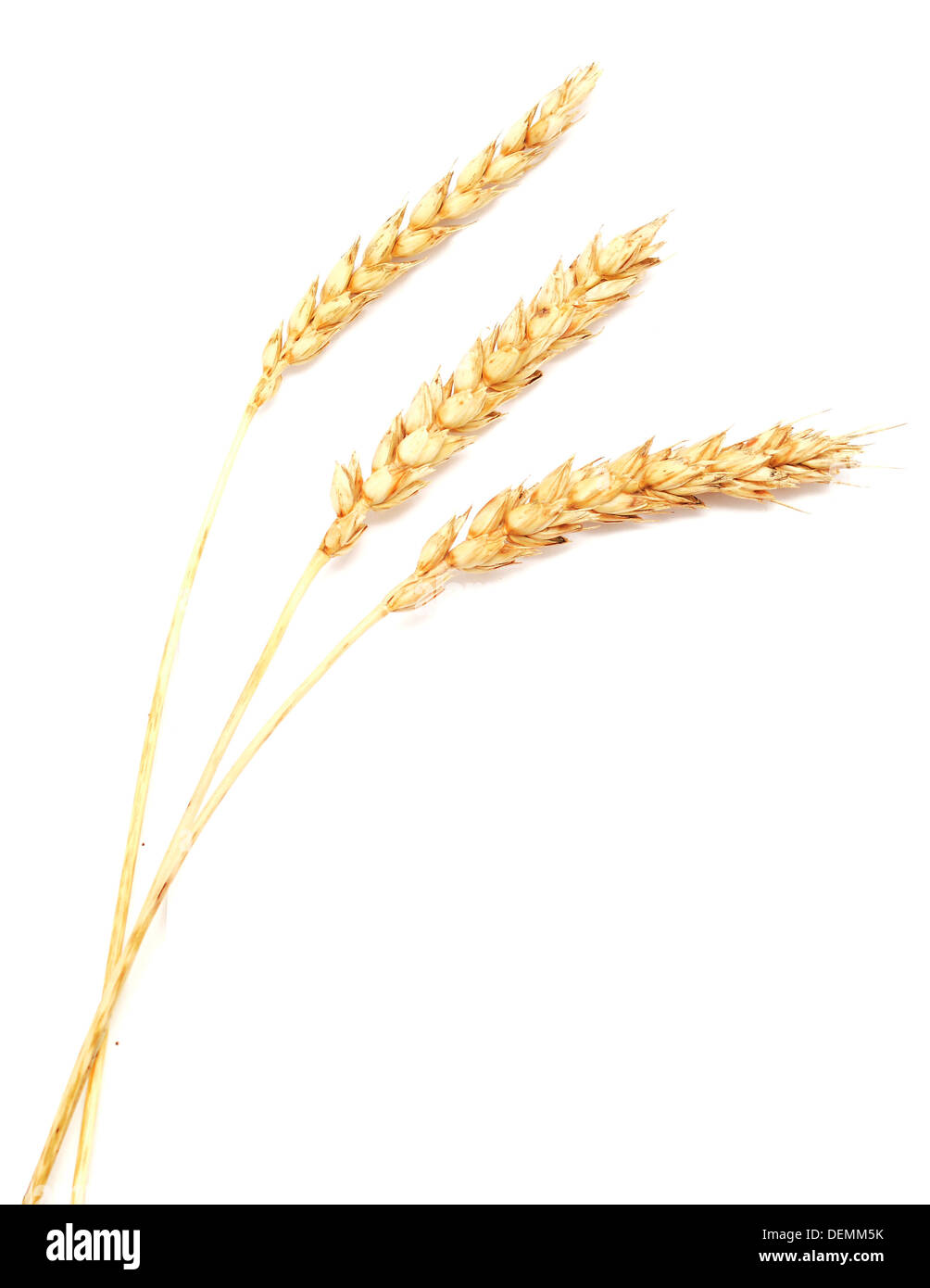 Weizenähren isoliert auf weißem Hintergrund Stockfoto
