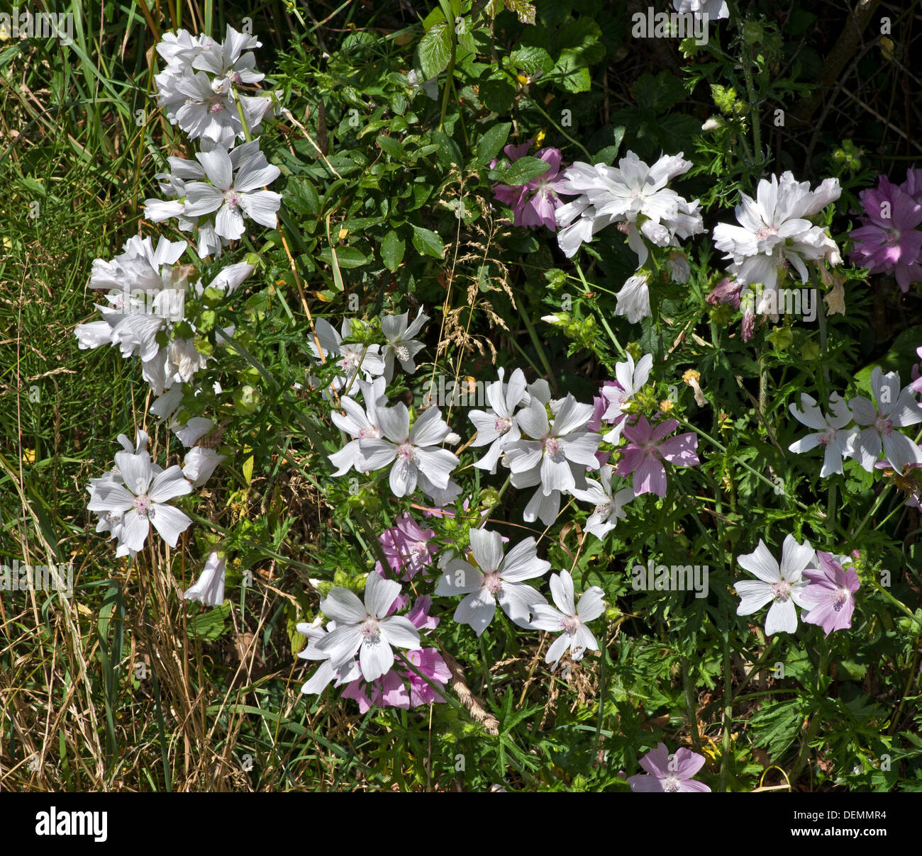 Einmal ganz knapp legt nun eine ziemlich häufige Blume der Straßenseiten und trockenen grasigen durch erneute Seeding Systeme. Stockfoto