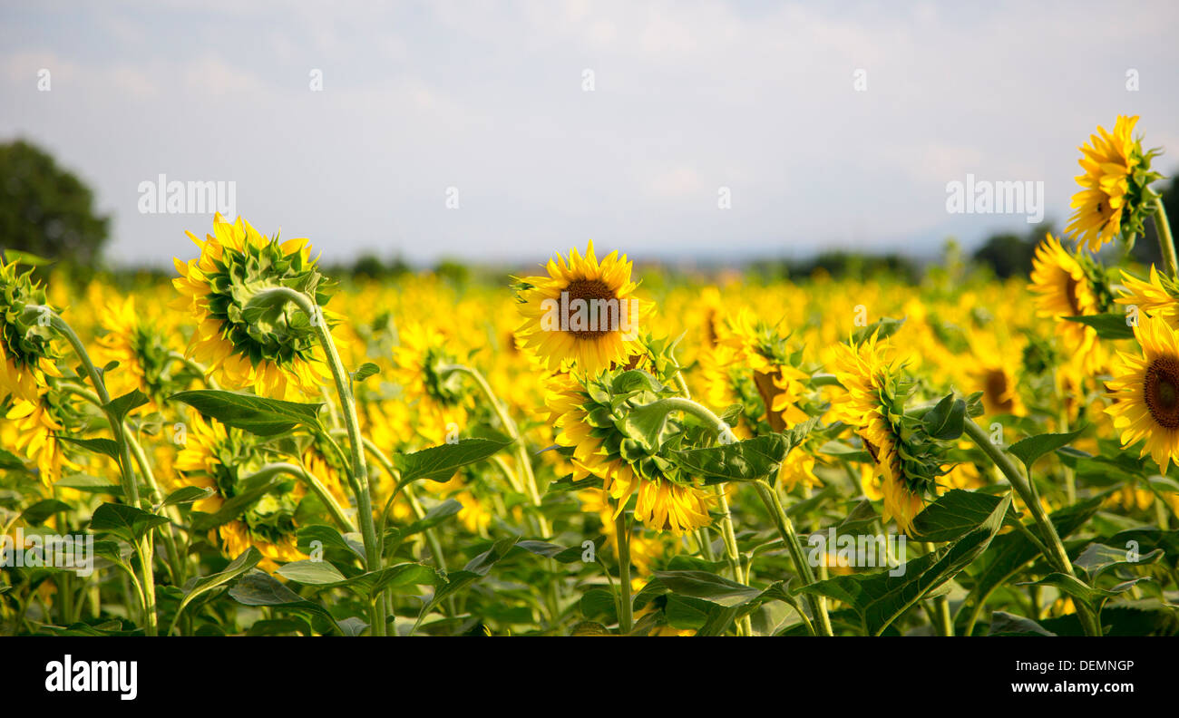 Ein Feld von Sonnenblumen in der Toskana Italien Stockfoto