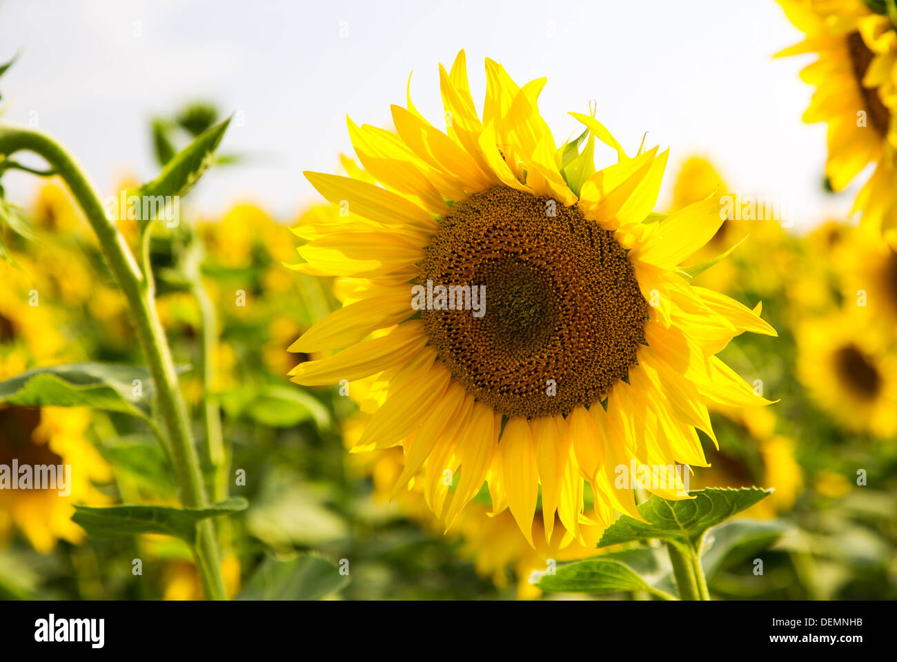 Ein Feld von Sonnenblumen in der Toskana Italien Stockfoto
