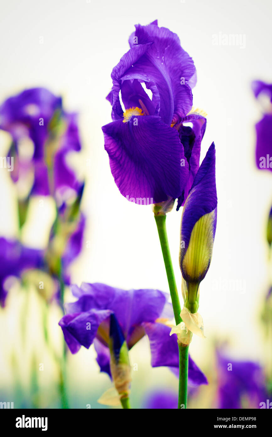 Dalmatinischen Iris blühen im Garten Stockfoto