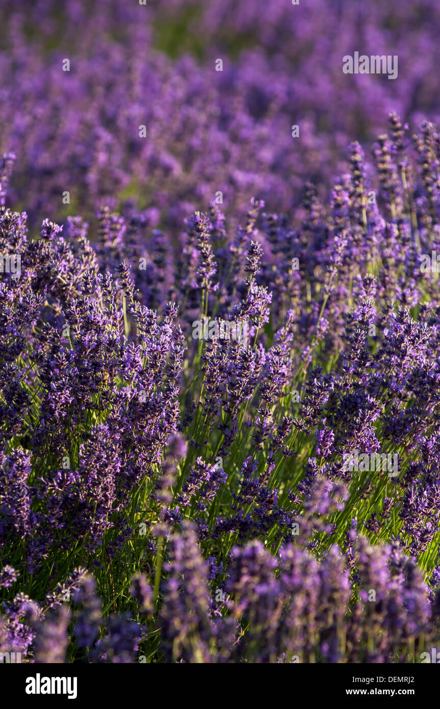 Lavendel, Bloom, Feld, Kent, England, Landschaft, Detail, Natur, Pflanze, Flora, lila, Sonne, hell, Portrait, geringe Schärfentiefe Stockfoto