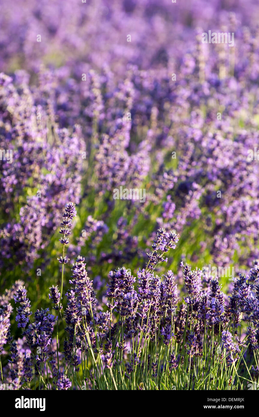 Lavendel, Bloom, Feld, Kent, England, Landschaft, Detail, Natur, Pflanze, Flora, lila, Sonne, hell, Portrait, geringe Schärfentiefe Stockfoto