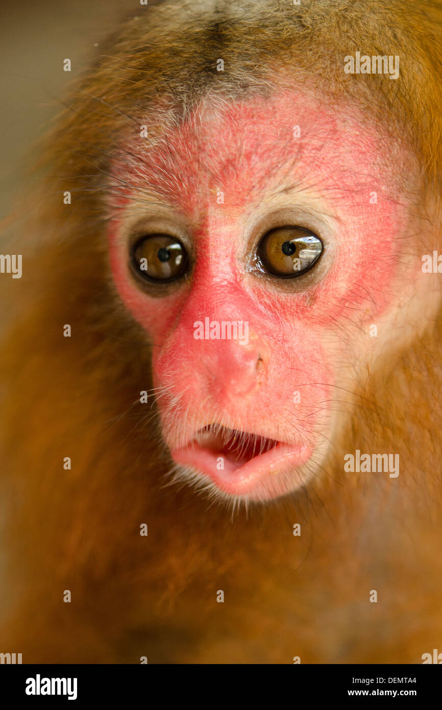 Baby roten Uakari Affen (Cacajao Calvus Ucayalii) gefangen Stockfoto