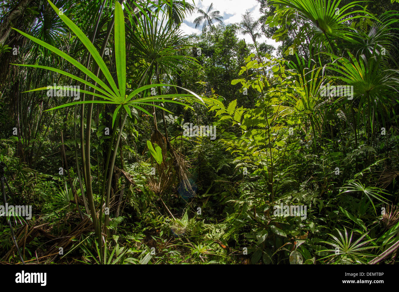 Aguajal oder Buritzal Palm Sumpf, Regenwald, Rio Napo, Amazonas, Peru Stockfoto