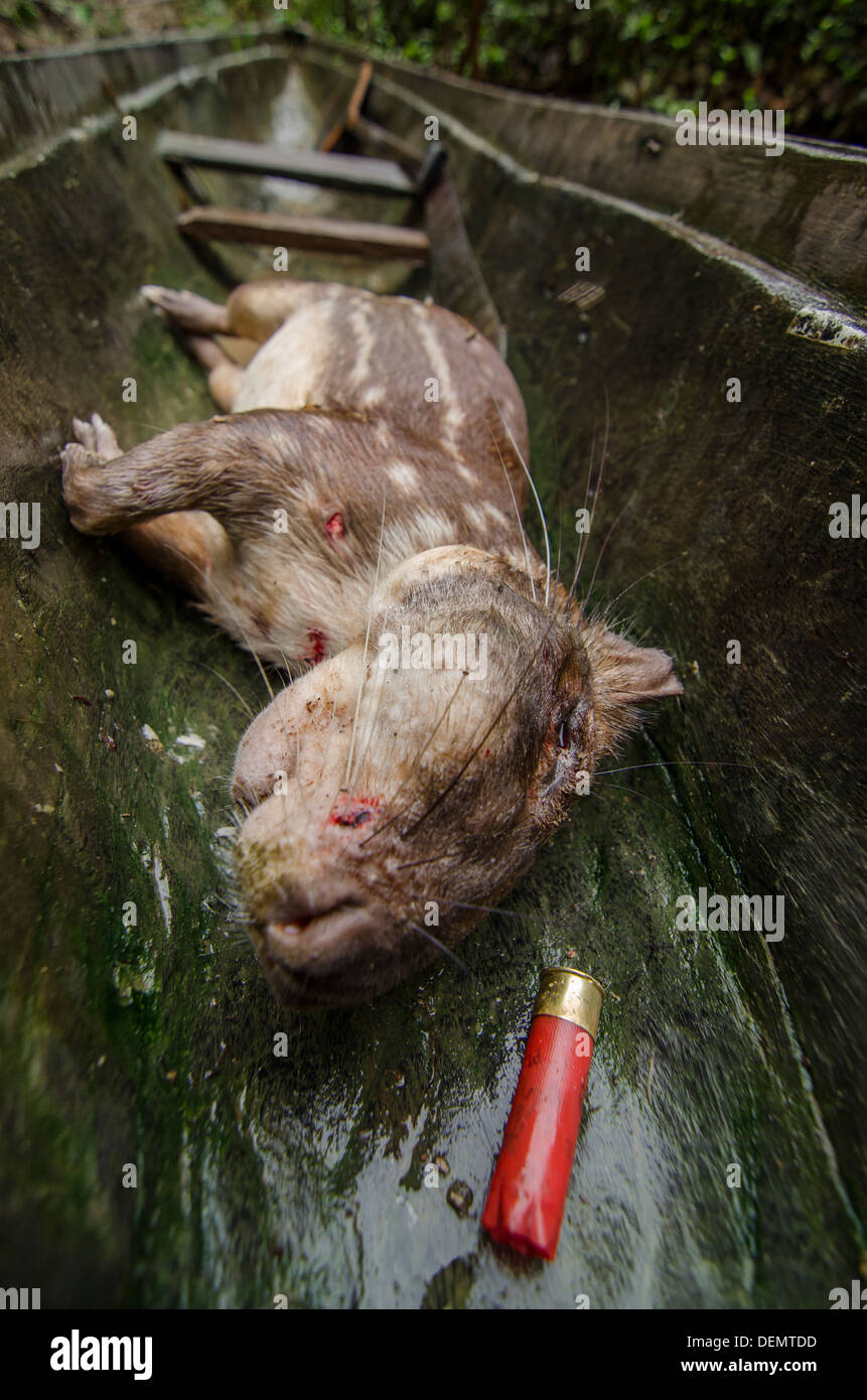 Tiefland Paca (Cuniculus Paca), für Fleisch gejagt.  Früher bekannt als Agouti Paca Rio Napo, Peru Amazonas Stockfoto