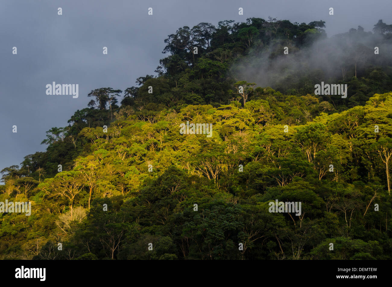 Nebelwald Regenwald, Manu Nationalpark Peru Stockfoto