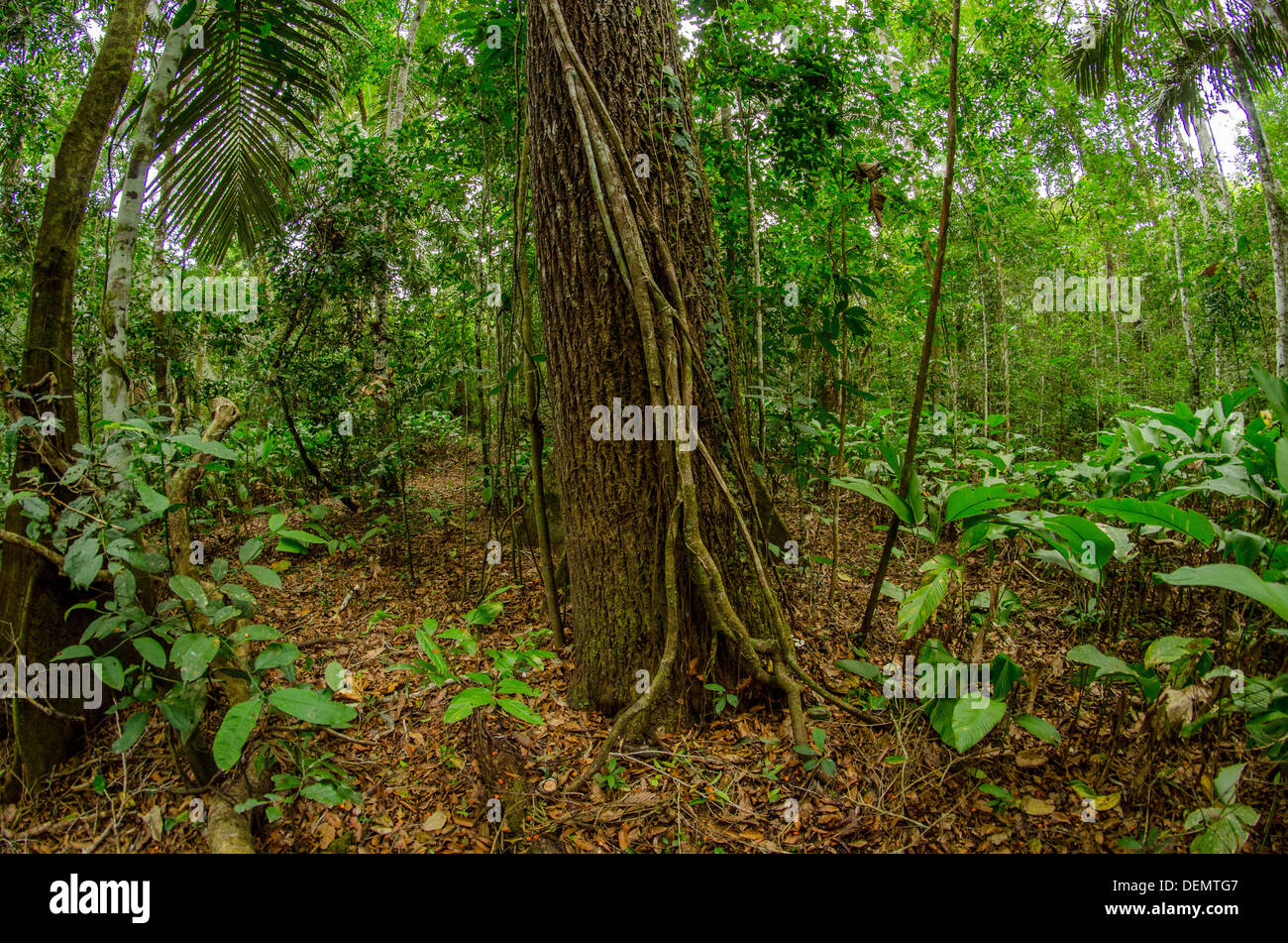 Jacareuba oder Lagarto Caspi Calophyllum Brasiliense Regenwald Nutzholzbaum, Manu Nationalpark Peru Stockfoto