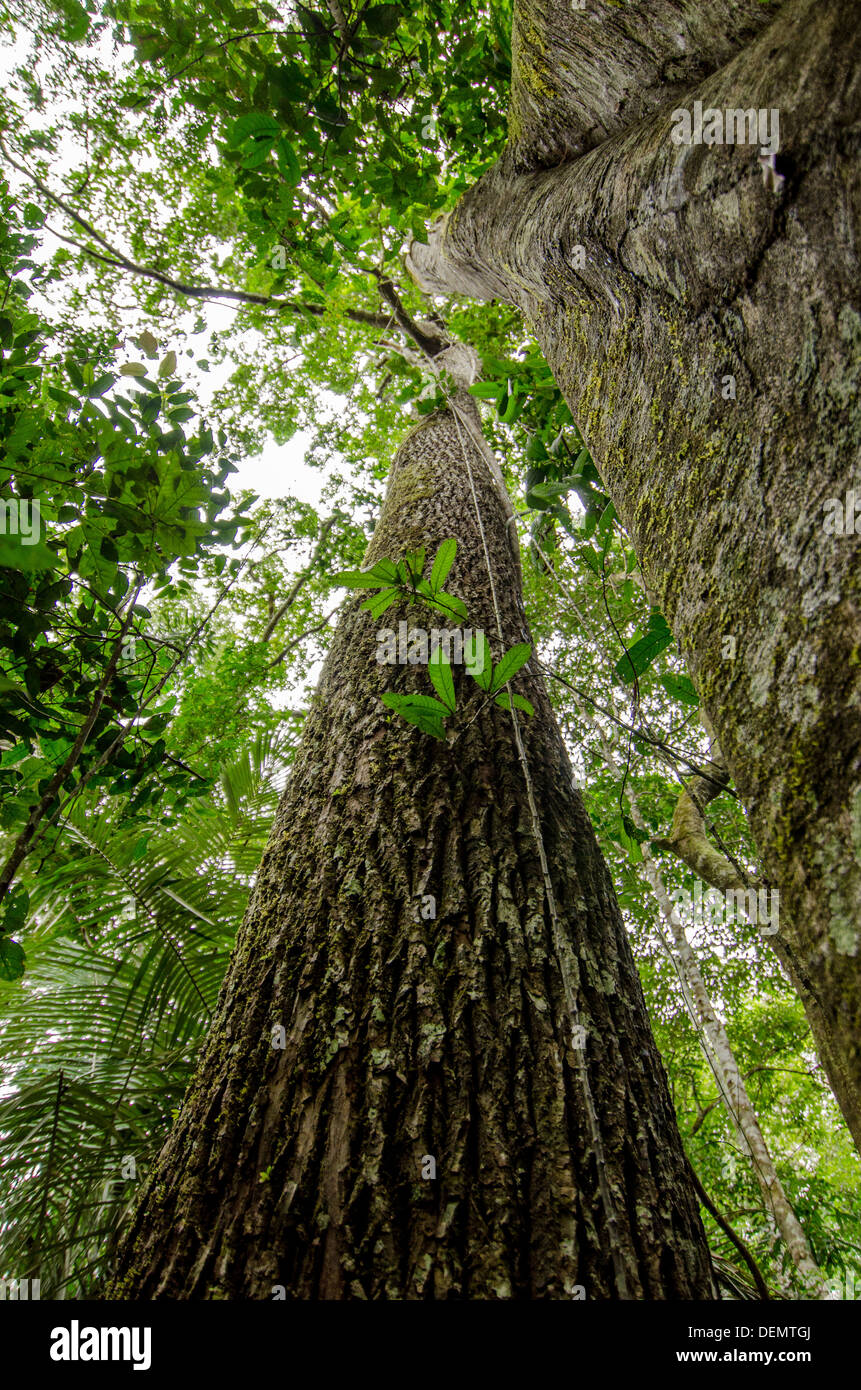 Jacareuba oder Lagarto Caspi Calophyllum Brasiliense und Brosimum (rechts) Regenwald Holz Bäume, Manu Nationalpark Peru Stockfoto