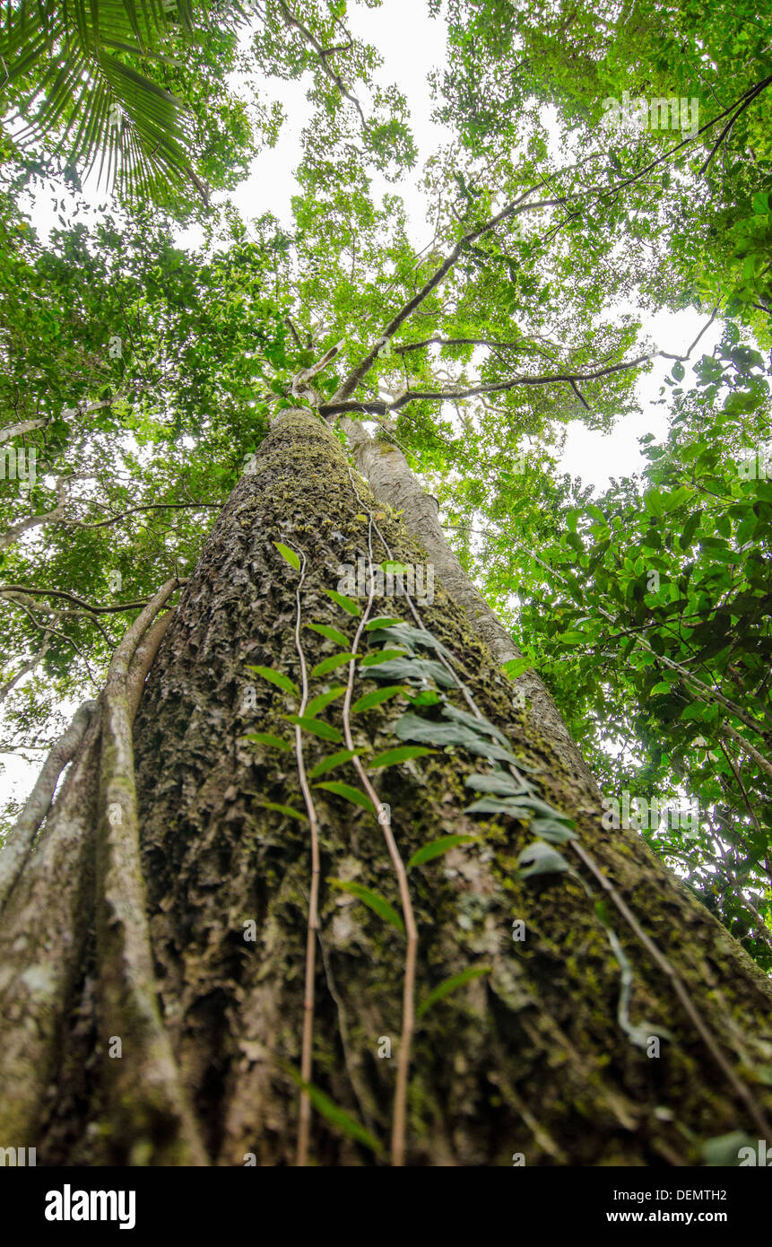 Jacareuba oder Lagarto Caspi Calophyllum Brasiliense Regenwald Nutzholzbaum, Manu Nationalpark Peru Stockfoto
