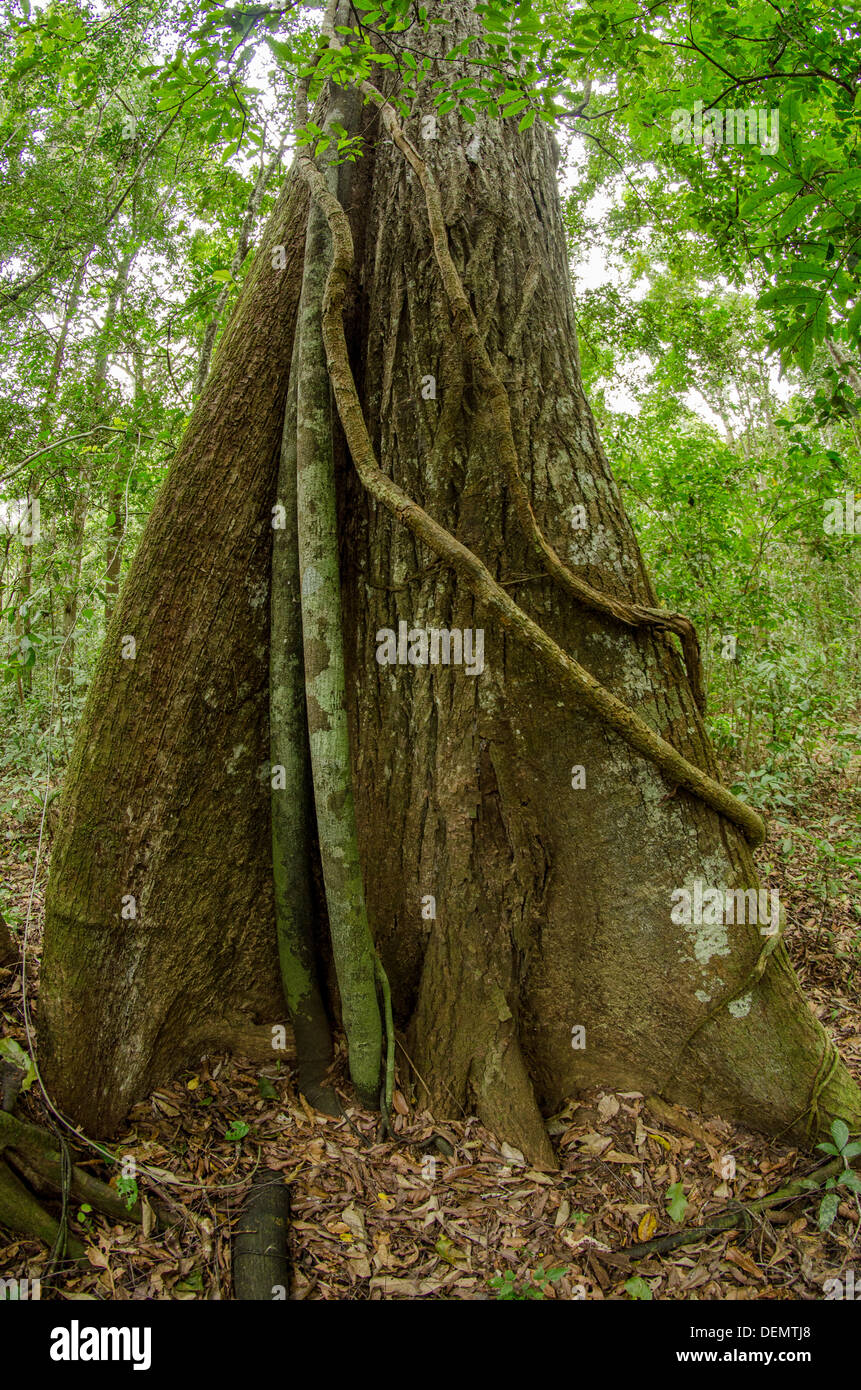 Cedro Regenwald Nutzholzbaum Cedrela Odorata (manchmal in Cedrela Fissilis aufgeteilt) Manu Nationalpark Peru Stockfoto