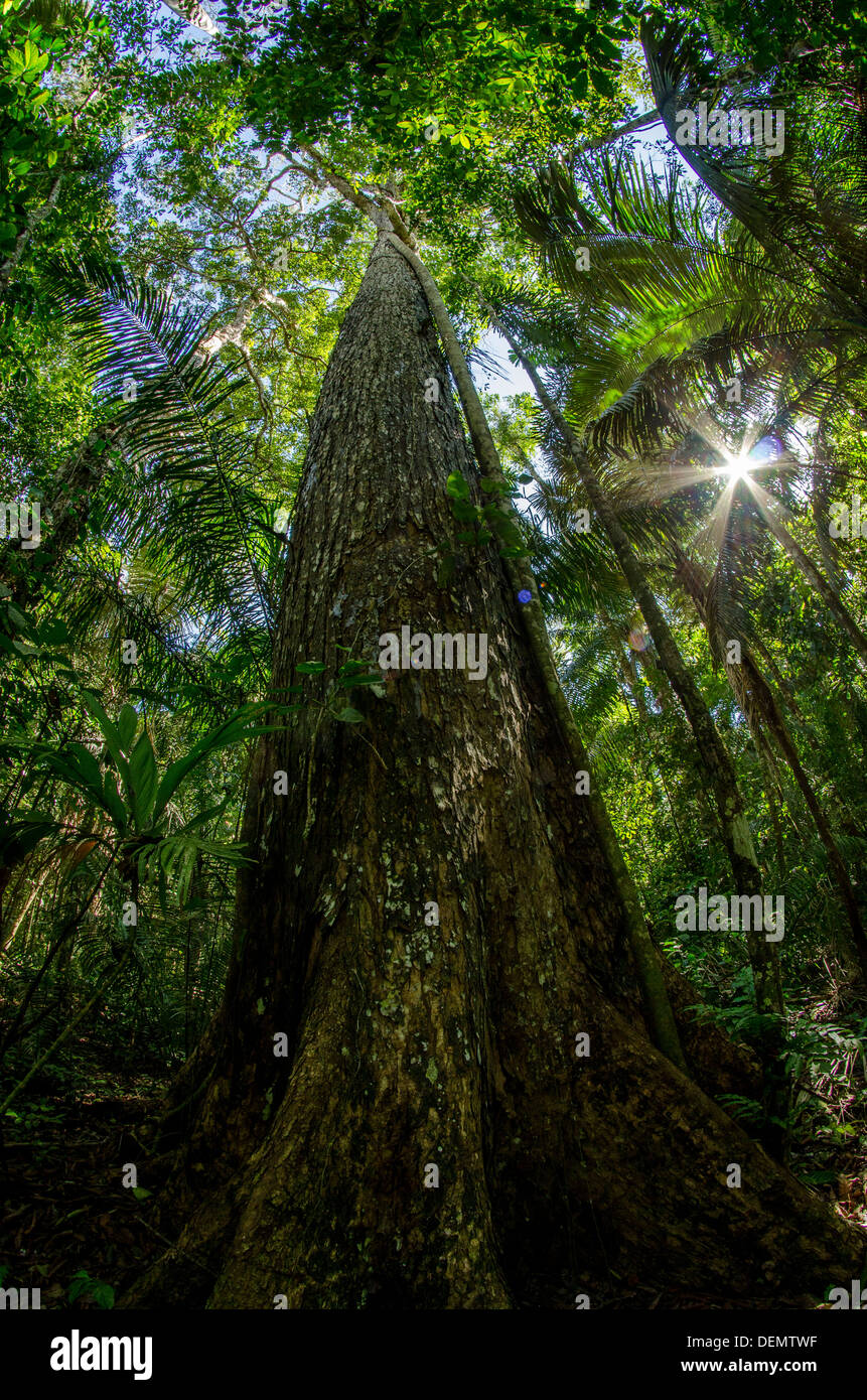 Honduras oder grosses Blatt Mahagoni (Swietenia Macrophylla), Regenwald Nutzholzbaum, Manu Nationalpark Peru Stockfoto