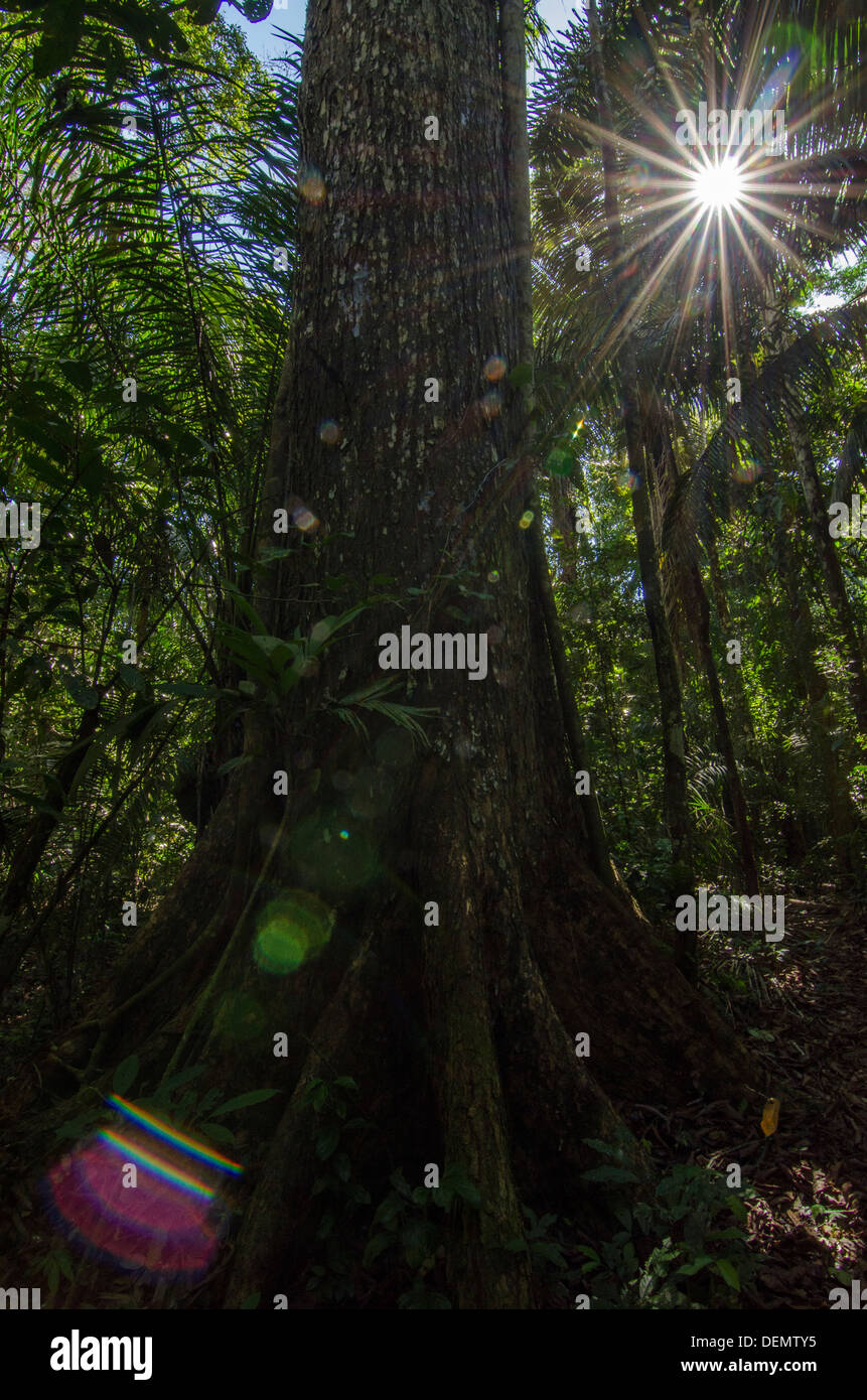 Honduras oder grosses Blatt Mahagoni (Swietenia Macrophylla), Regenwald Nutzholzbaum, Manu Nationalpark Peru Stockfoto