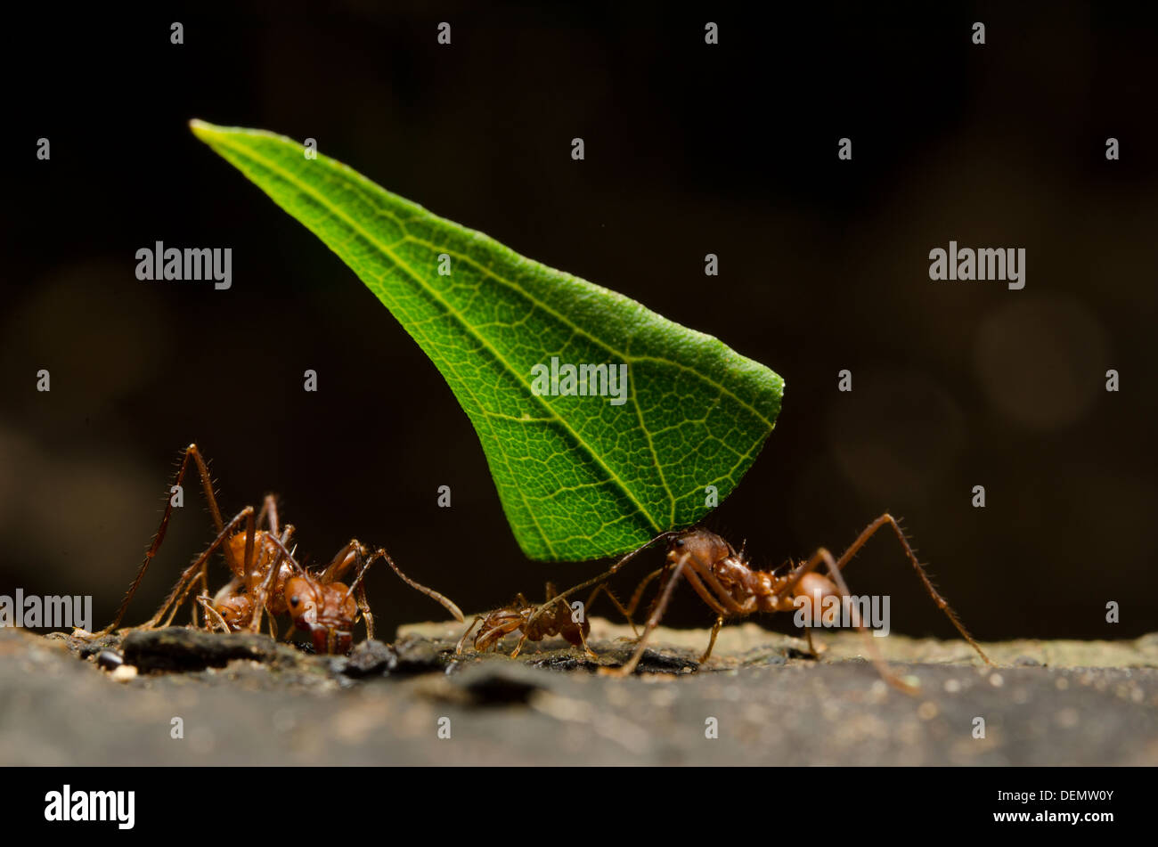 Blatt-Scherblock Ameise tragen Blatt Stockfoto