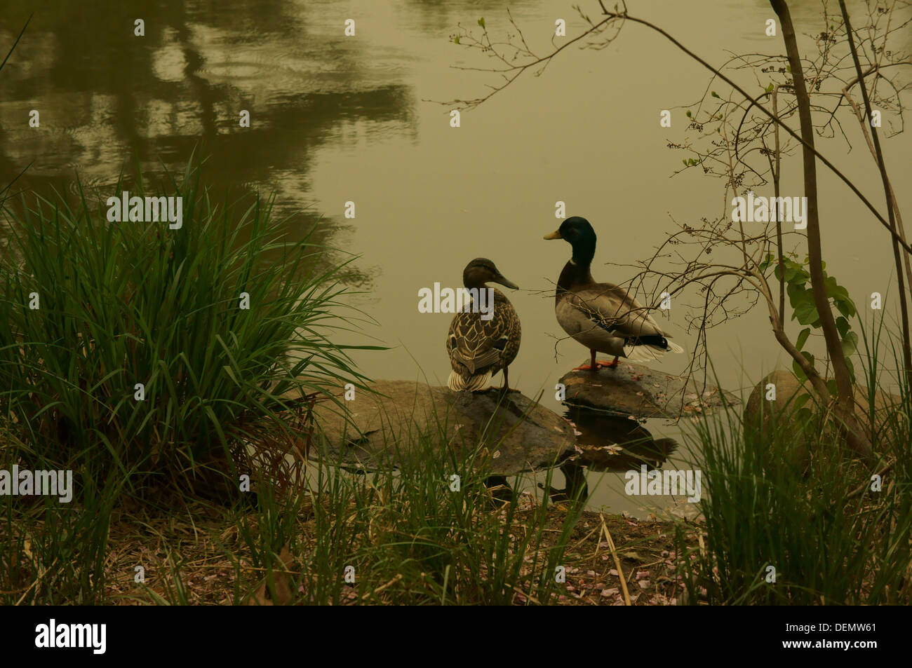 Enten in einem Teich Prospect park Stockfoto