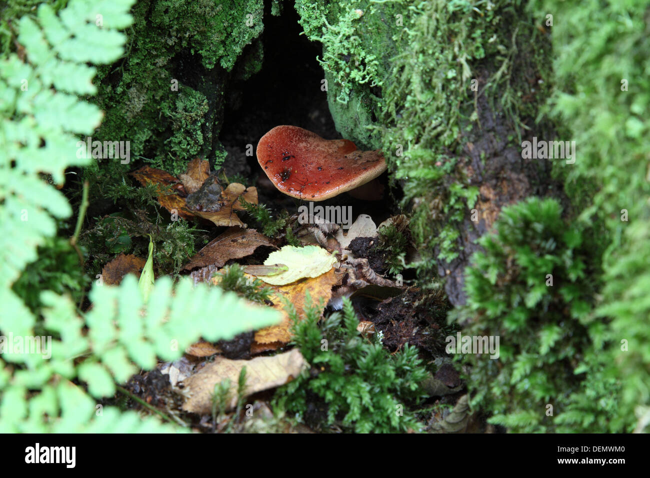 Wald Pilze Stockfoto