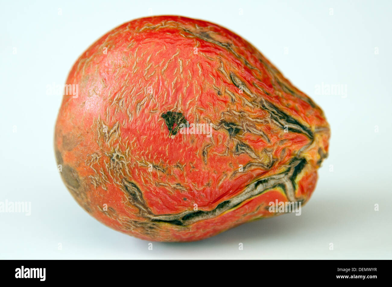 Faule Tomaten auf weißem Hintergrund Stockfoto