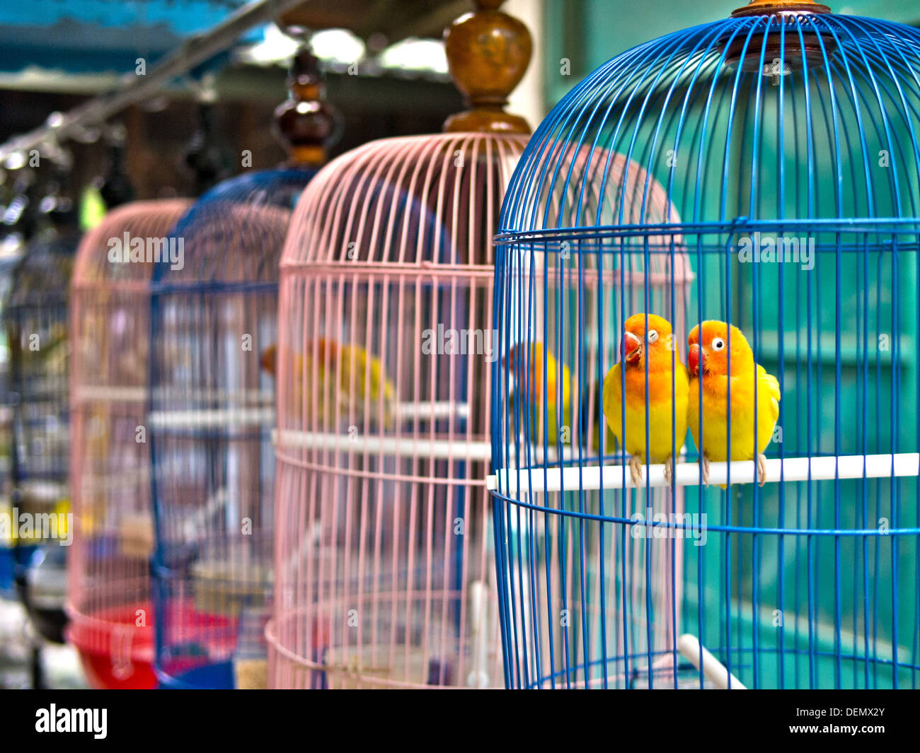 Sittiche in bunten Käfigen zum Verkauf an Vogelmarkt. Stockfoto