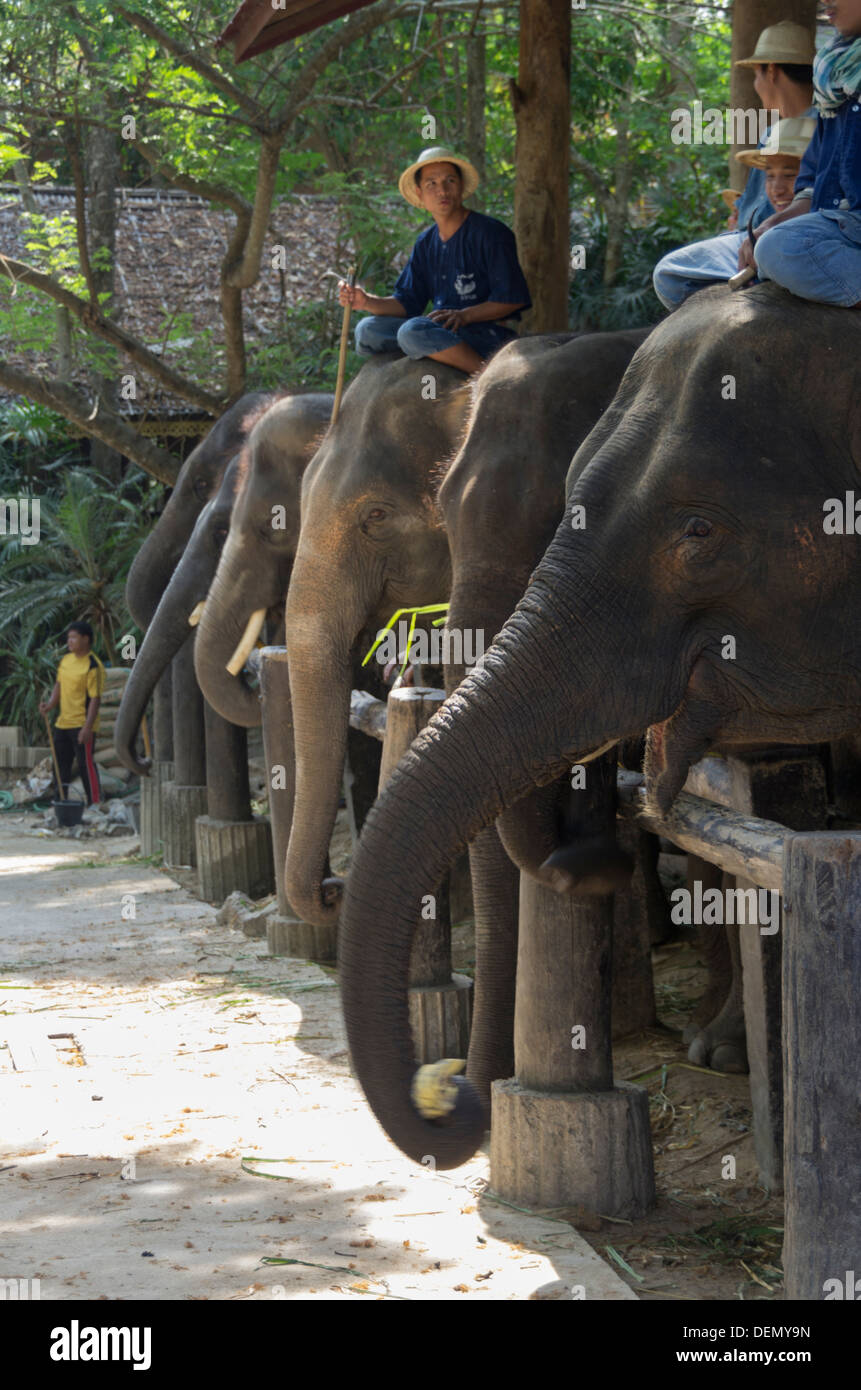 Elefanten, aufgereiht in einem Heiligtum in Chang Mai, Thailand Stockfoto