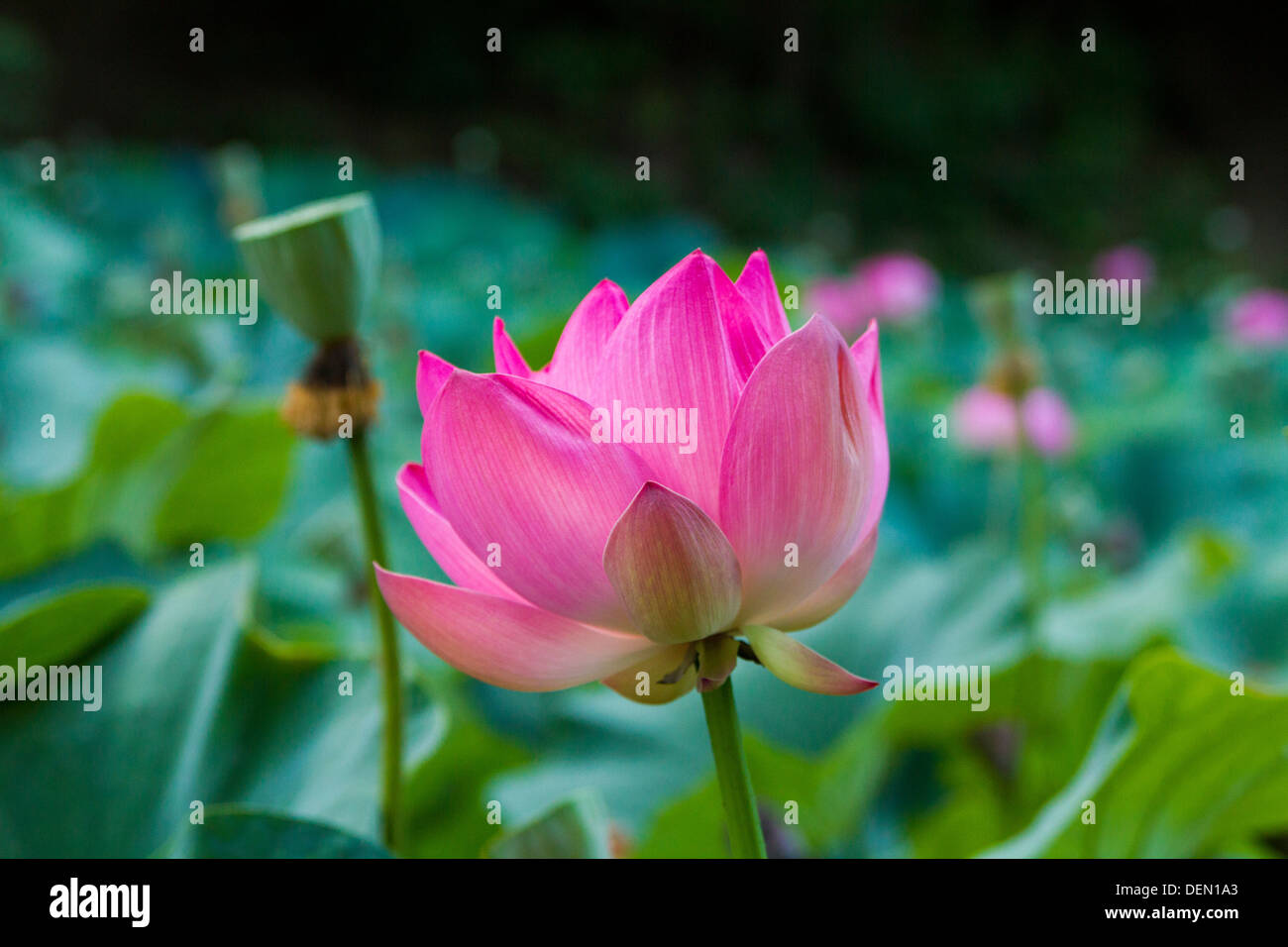 Nahaufnahme der blühenden rosa Lotus Blume, grünen Hintergrund. Stockfoto