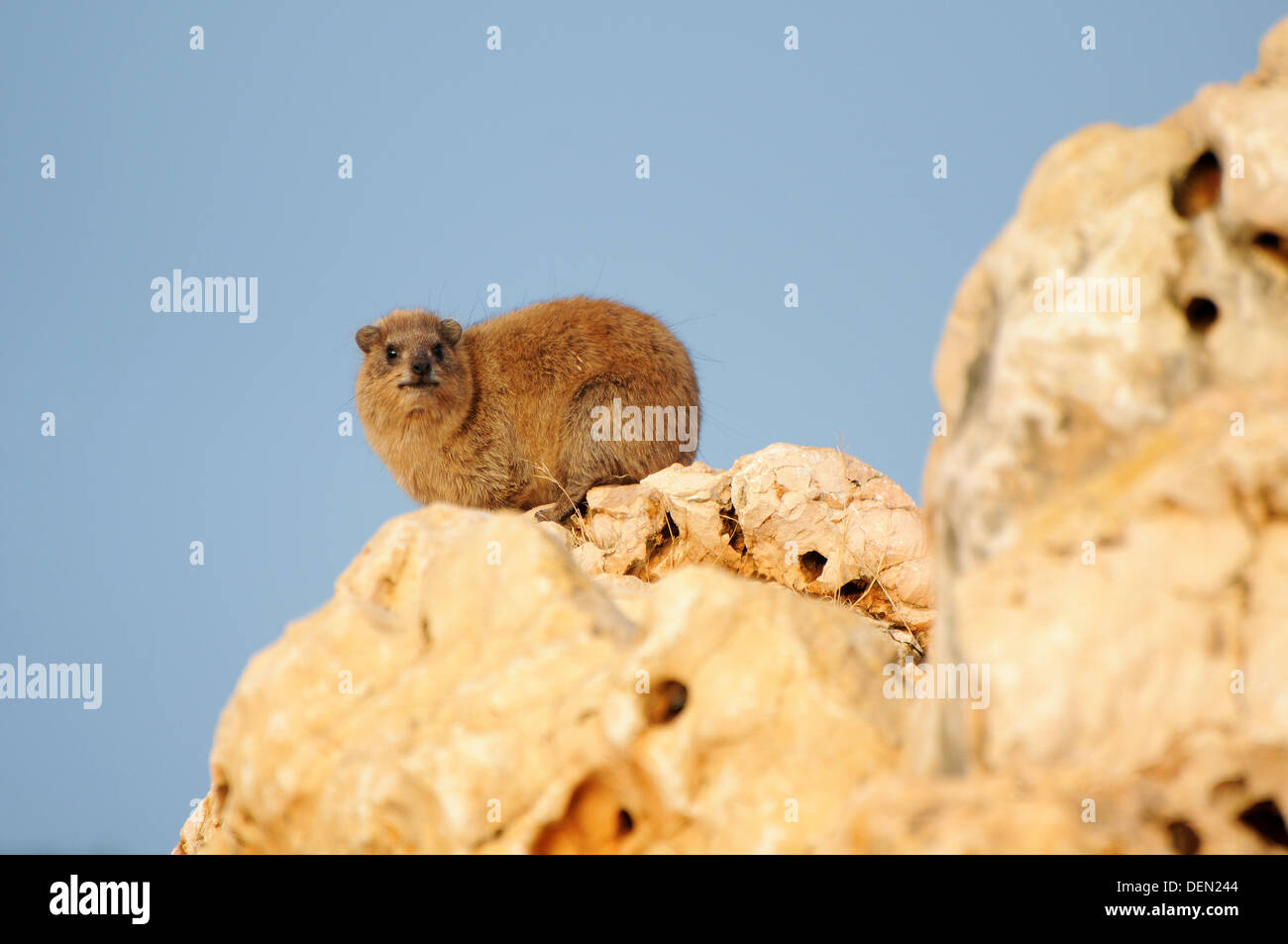 Rock Hyrax, Procavia Capensis ruht auf einem Felsen Stockfoto