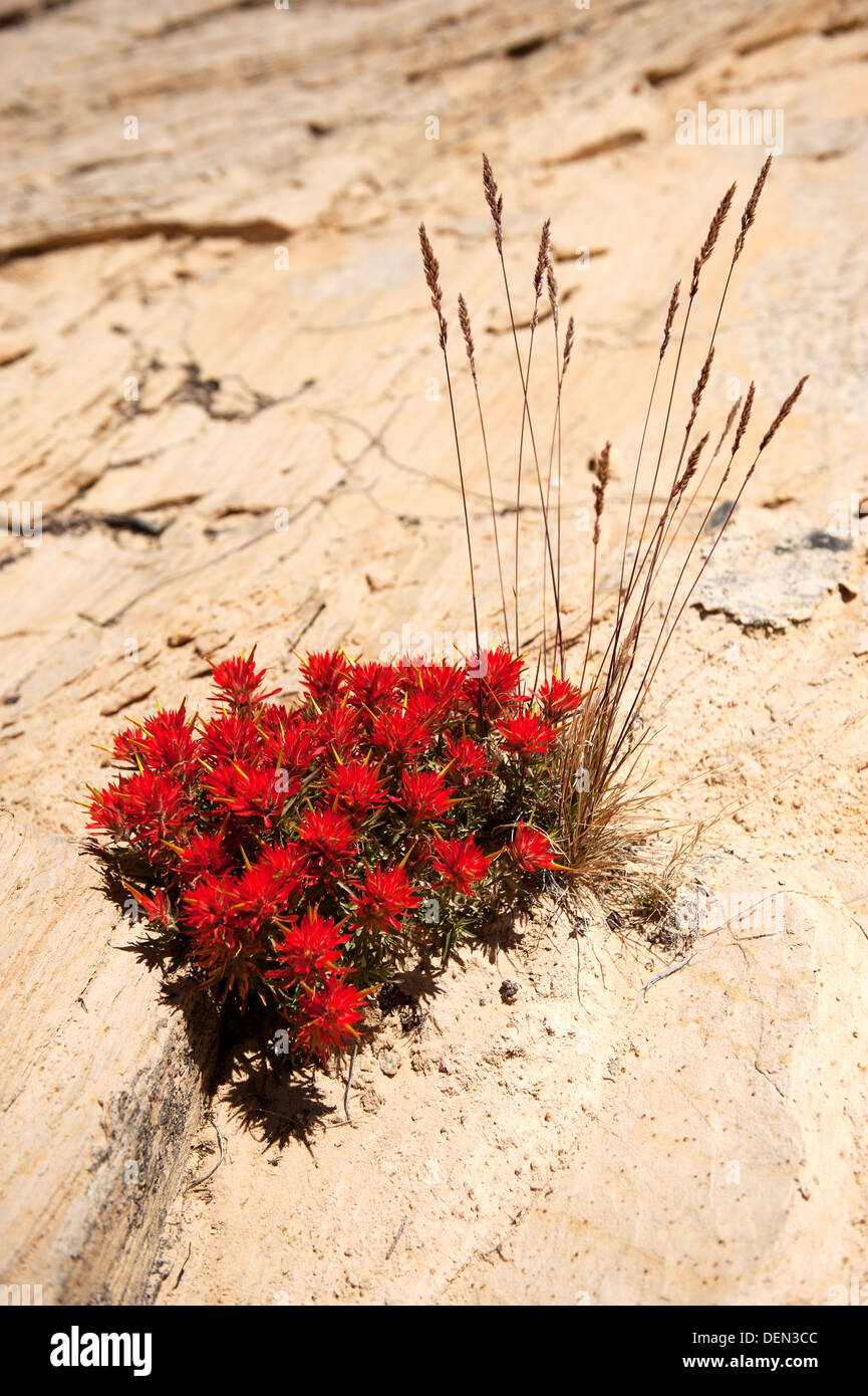 Indian Paintbrush Wildblumen Stockfoto