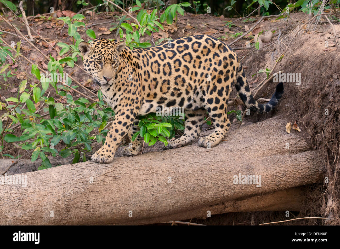 Jaguar On Log Stockfotos Und Bilder Kaufen Alamy