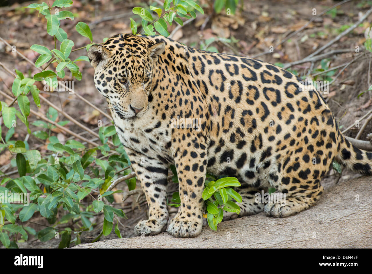 Stock Foto von einem Jaguar sitzen auf einem Baumstamm, Pantanal, Brasilien. Stockfoto