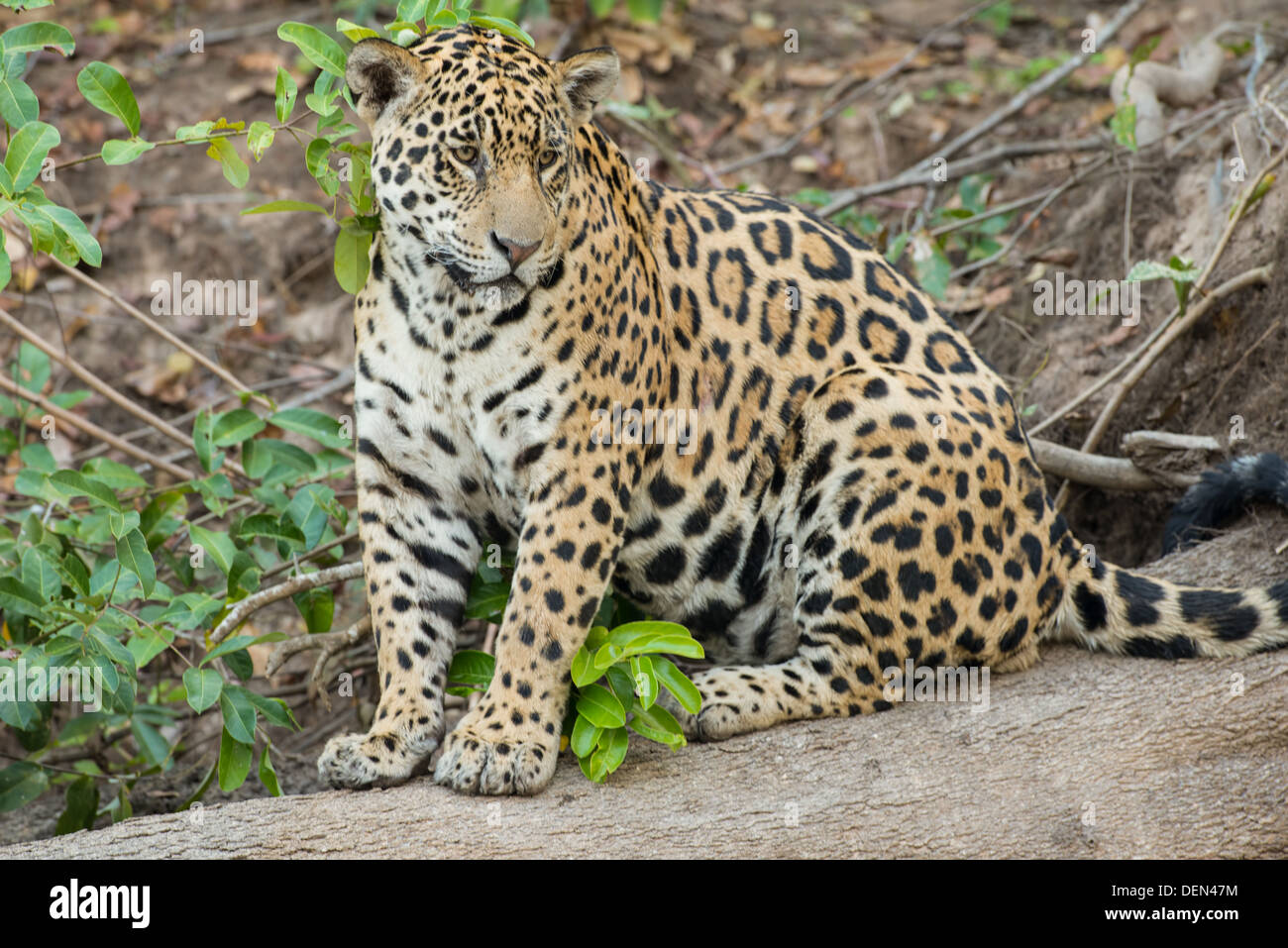 Stock Foto von einem Jaguar sitzen auf einem Baumstamm, Pantanal, Brasilien. Stockfoto