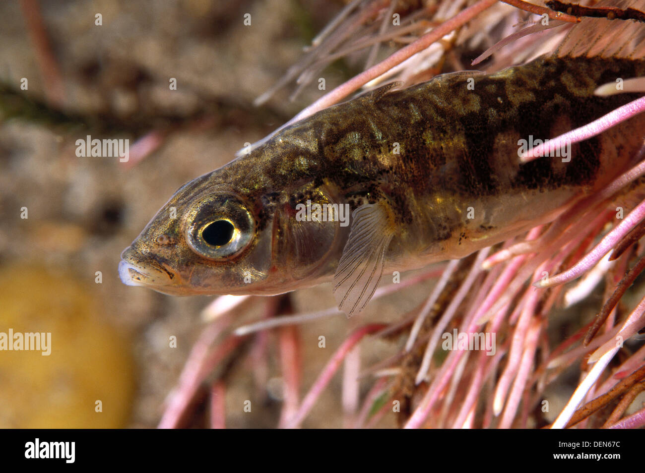 Gasterosteus Gymnurus Stockfotos und bilder Kaufen Alamy