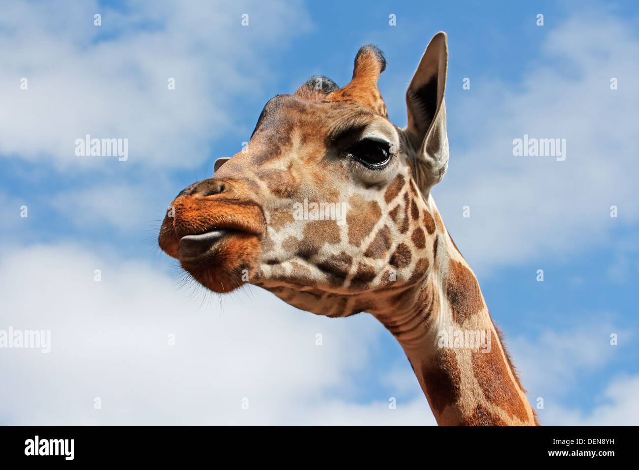 Porträt einer Giraffe (Giraffa Plancius) vor einem blauen Himmel mit Wolken Stockfoto
