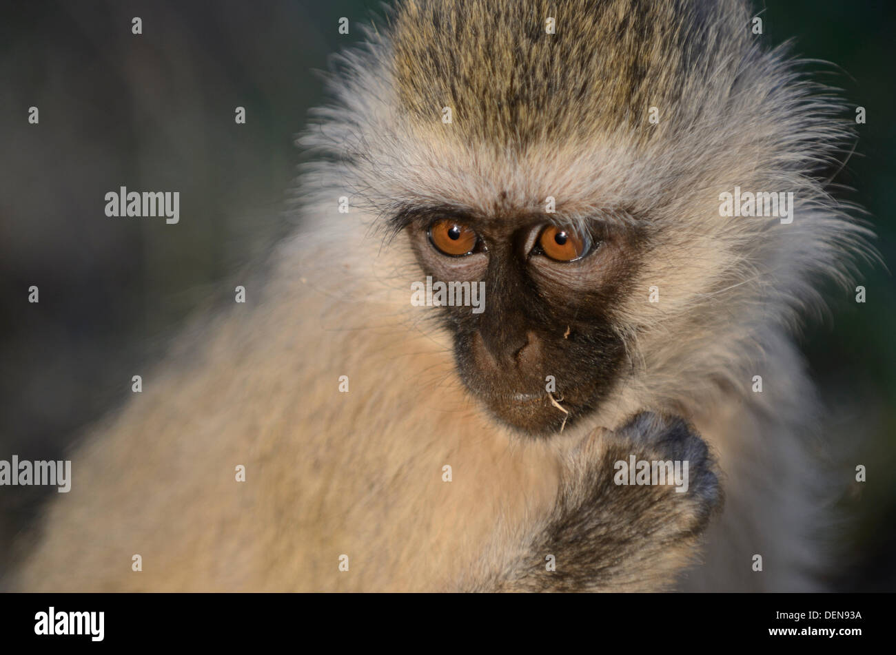 Meerkatze (chlorocebus pygerythrus) um die Lodge im Amboseli Nationalpark in Kenia. Stockfoto