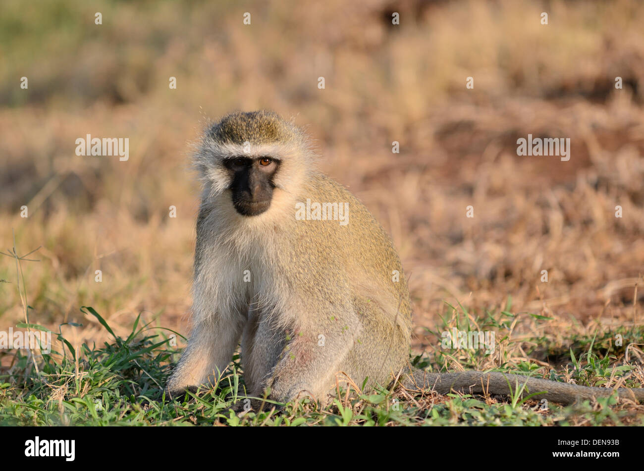 Meerkatze (chlorocebus pygerythrus) um die Lodge im Amboseli Nationalpark in Kenia. Stockfoto