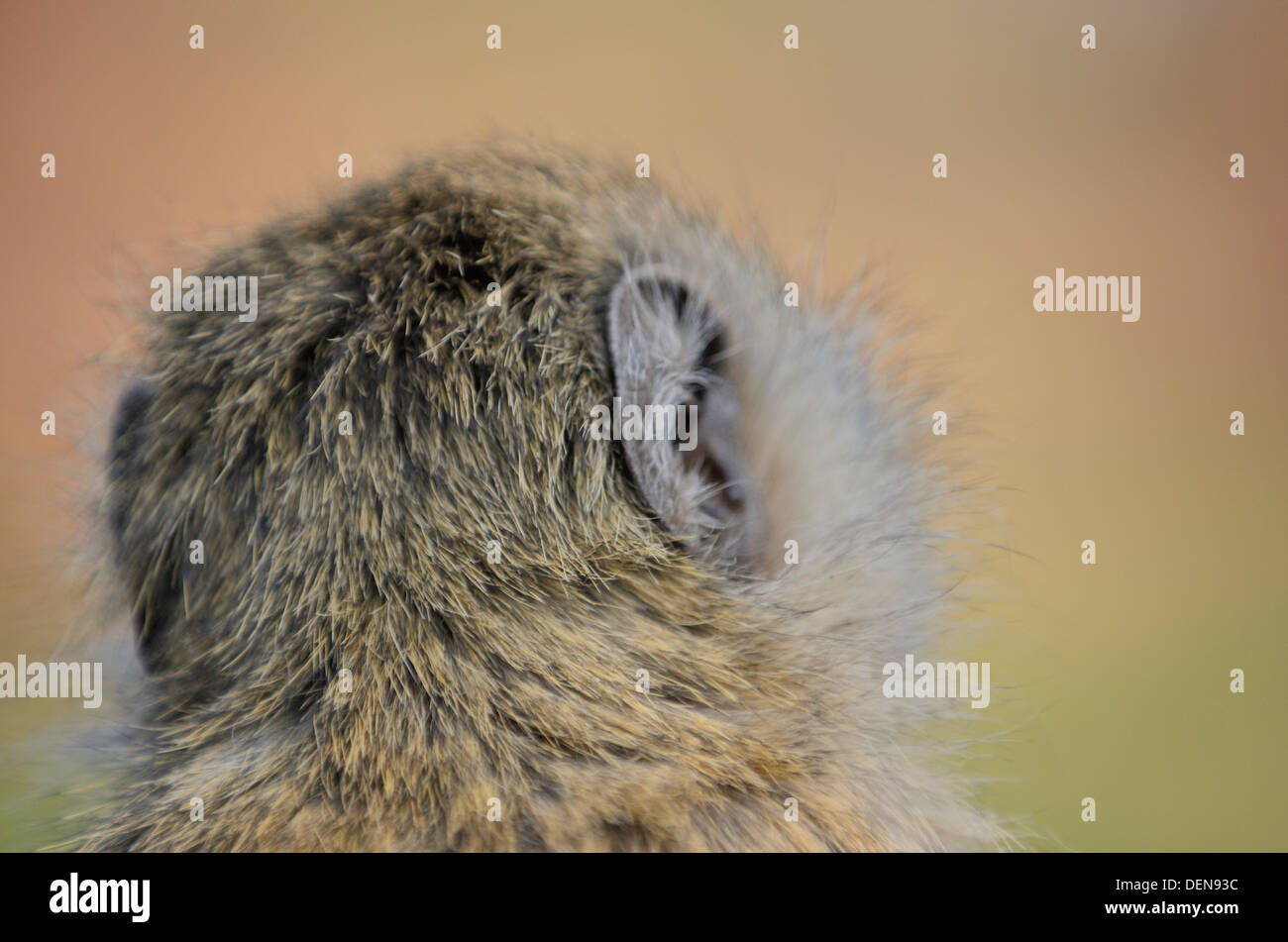 Der Leiter der Meerkatze (chlorocebus pygerythrus) im Amboseli Nationalpark in Kenia. Stockfoto