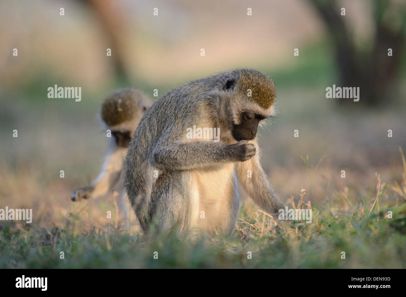 Meerkatze (chlorocebus pygerythrus) um die Lodge im Amboseli Nationalpark in Kenia. Stockfoto