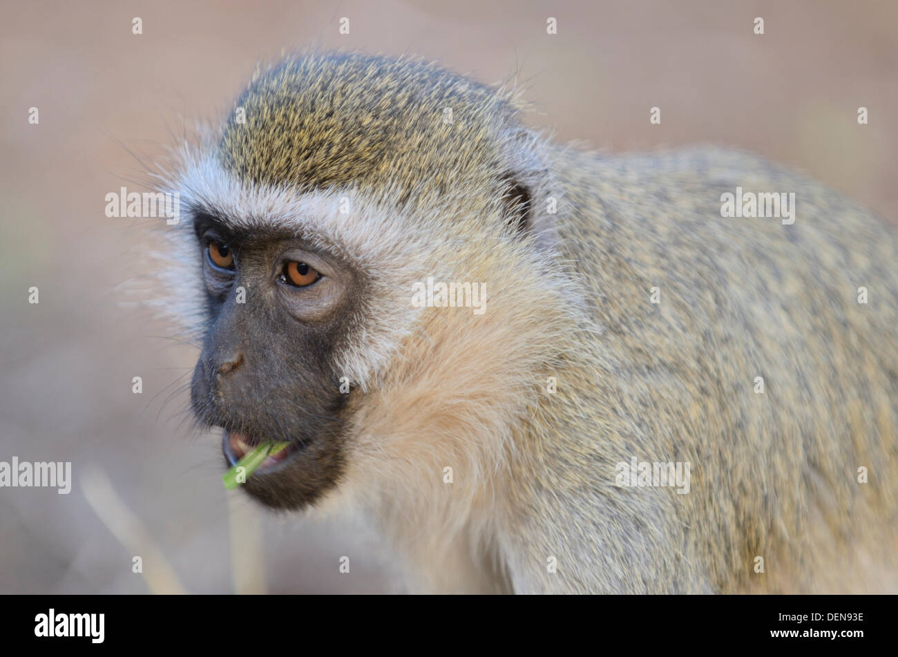 Meerkatze (chlorocebus pygerythrus) um die Lodge im Amboseli Nationalpark in Kenia. Stockfoto