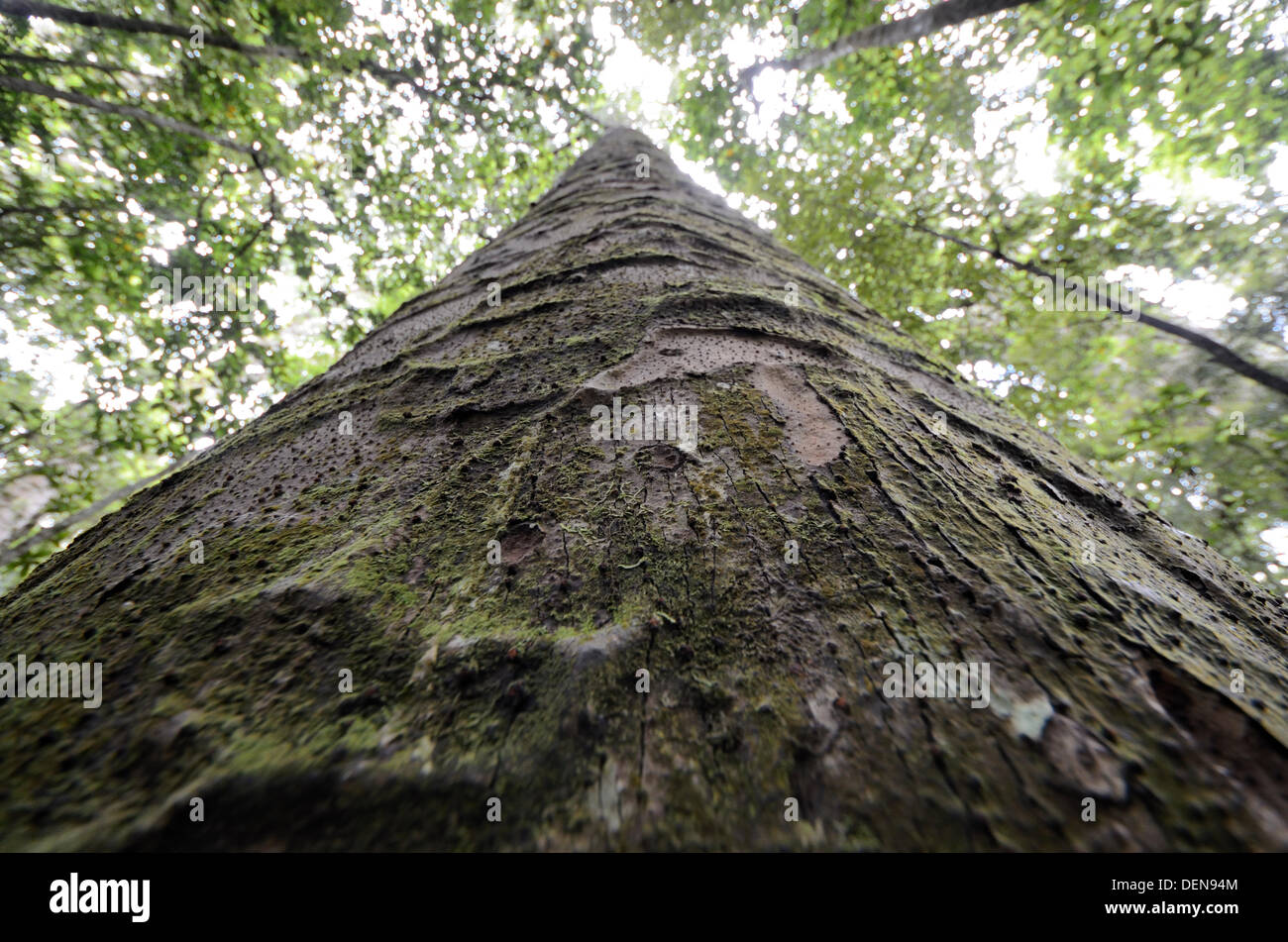 Große Kauri Baum suchen der Trunk aus Boden trounson Kauri Park, Northland, Neuseeland Stockfoto