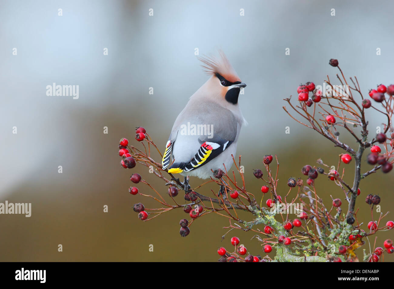 Böhmische Seidenschwanz (Bombycilla Garrulus) Erwachsene ernähren sich von roten Beeren im Winter, Norfolk, England, Vereinigtes Königreich, Europa Stockfoto