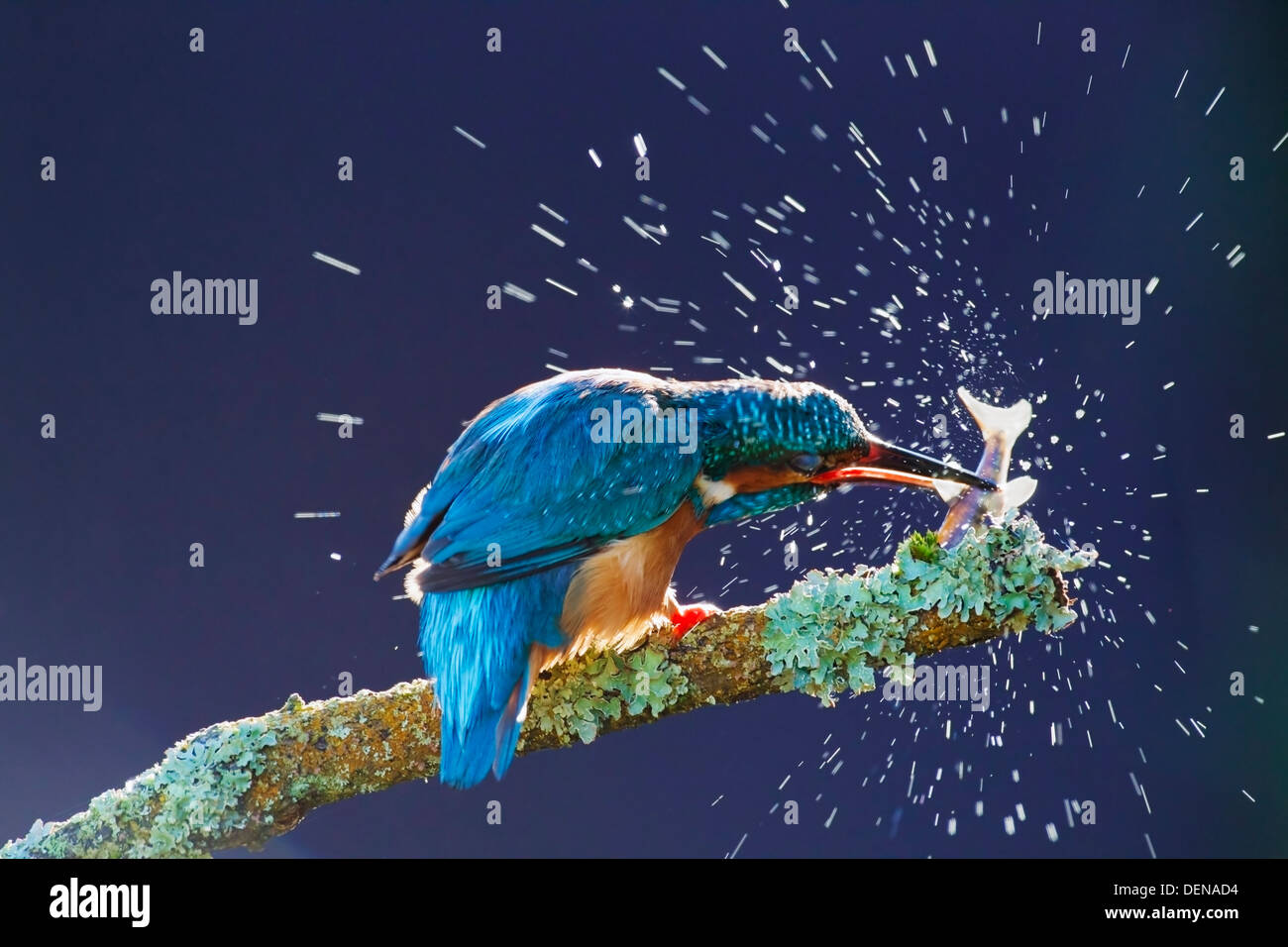 gemeinsamen Eisvogel (Alcedo Atthis) Erwachsenen töten Fische auf Zweig, Splash, England, Vereinigtes Königreich, Europa zeigt stehend Stockfoto