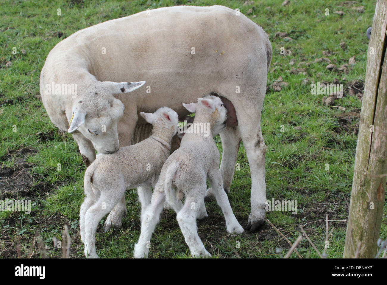 Süße junge Lämmer das Euter der Mutter Milch trinken Stockfotografie